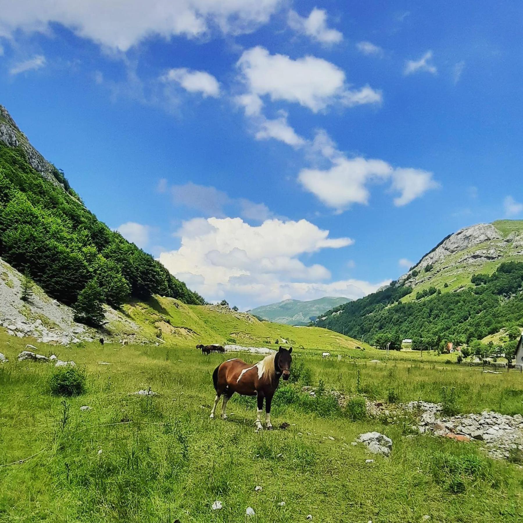 Katun Mokra Accommodation & Horseback Riding Podgorica Exterior photo